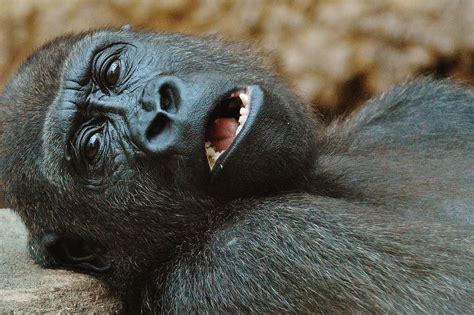 mimpi melihat gorila  Via opera mini pilih MENU